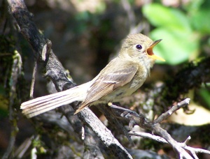 Pacific-slope flycatcher adult singing of life