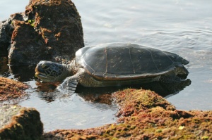 Green Sea Turtle, Big Island, Hawaii