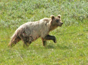 Grizzly Bear, Denali NP, Alaska