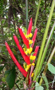 Wild Heliconia, Ecuador