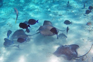 snorkeling with rays