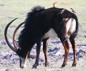 Sable with Oxpeckers, Botswana