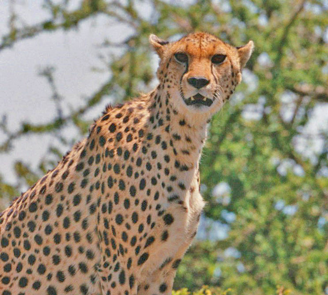 Cheetah: Fastest Land Animal on Earth | Jet Eliot