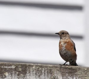 Western bluebird, late August, molting, Pt. Reyes, CA