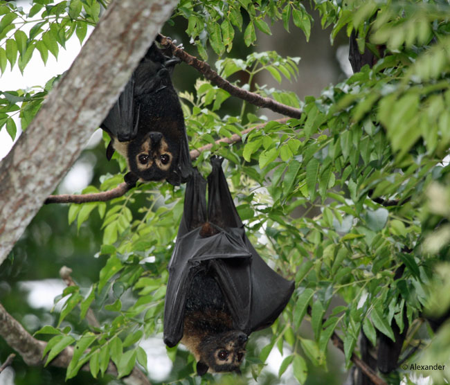 Pair of Spectacled Flying Foxes, Australia
